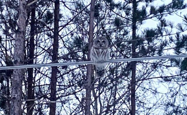 Life'S A Hoot Au Gres Exterior foto